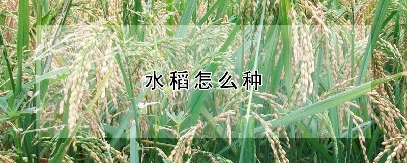 水稻怎么种