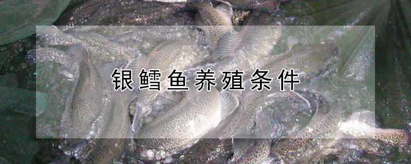 银鳕鱼养殖条件