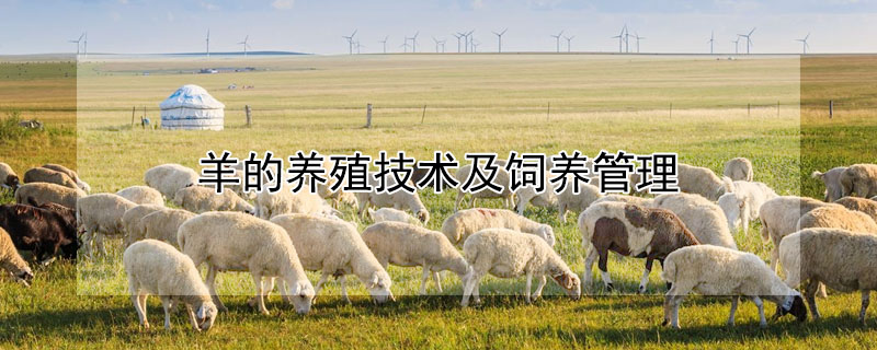 羊的养殖技术及饲养管理