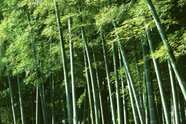 竹子属于树还是草