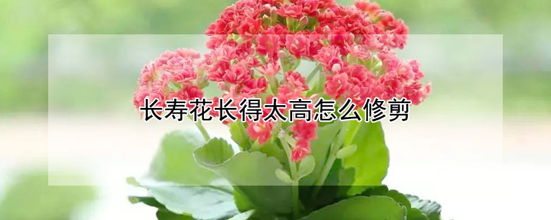 长寿花长得太高怎么修剪