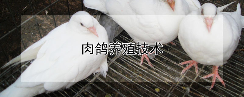 肉鸽养殖技术