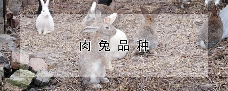 肉兔品种