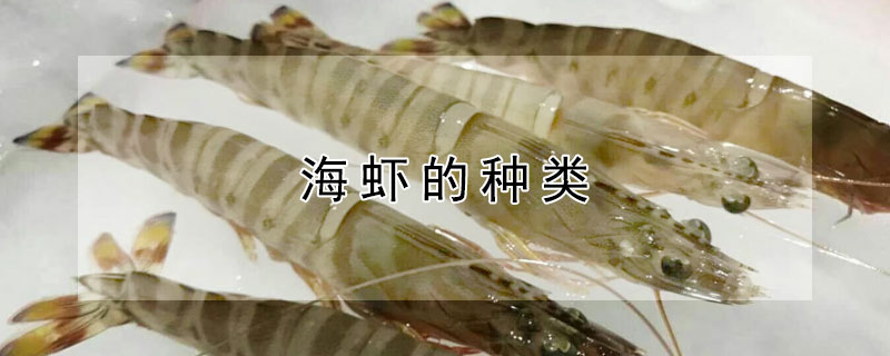 海虾的种类