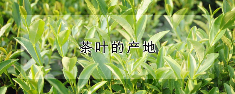 茶叶的产地