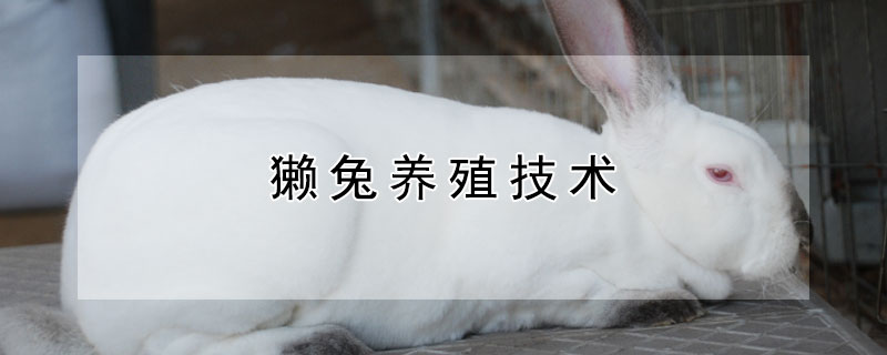 獭兔养殖技术