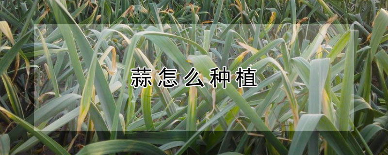 蒜怎么种植