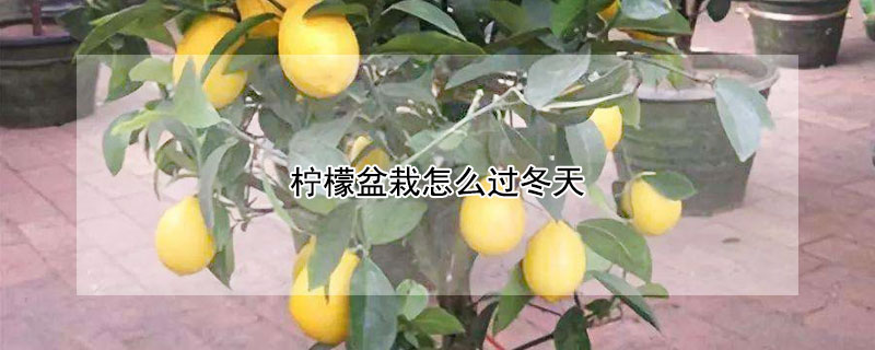 柠檬盆栽怎么过冬天