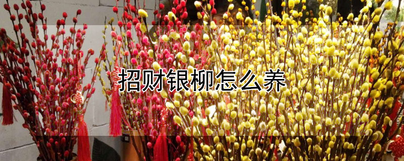 招财银柳怎么养