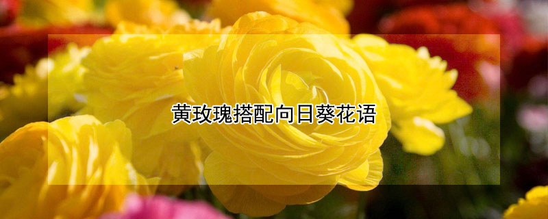 黄玫瑰搭配向日葵花语