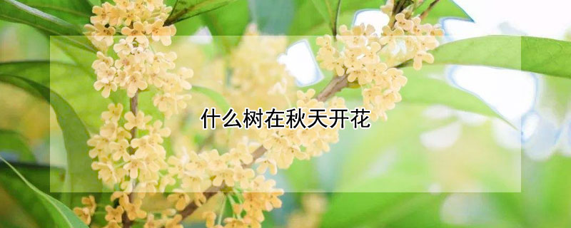 什么树在秋天开花