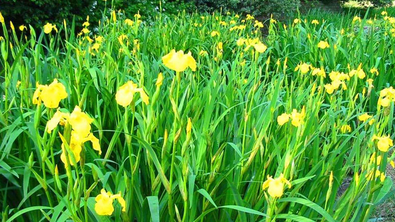 菖蒲是什么植物