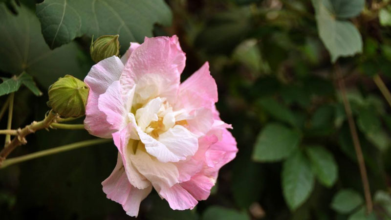 木芙蓉怎么种植