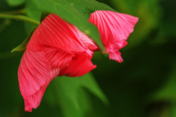 木芙蓉怎么种植