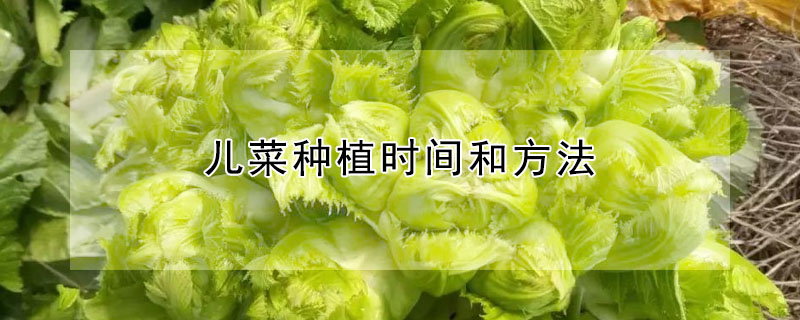 儿菜种植时间和方法