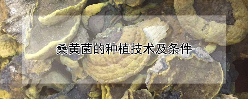 桑黄菌的种植技术及条件