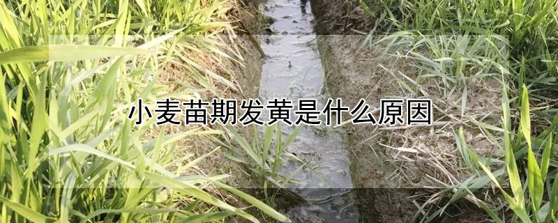 小麦苗期发黄是什么原因