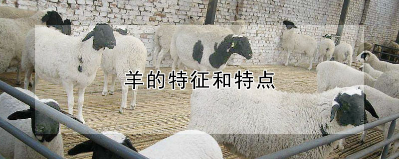 羊的特征和特点