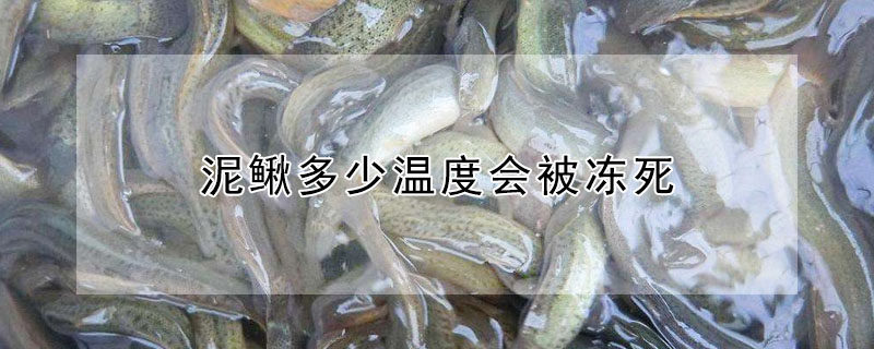 泥鳅多少温度会被冻死
