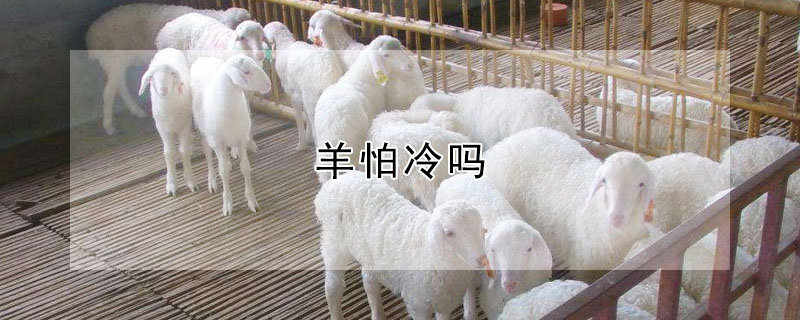 羊怕冷吗