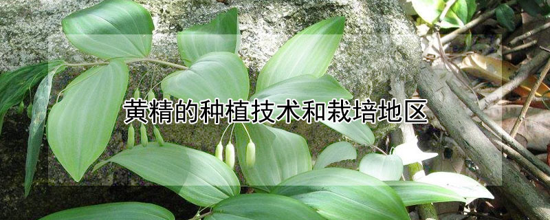 黄精的种植技术和栽培地区