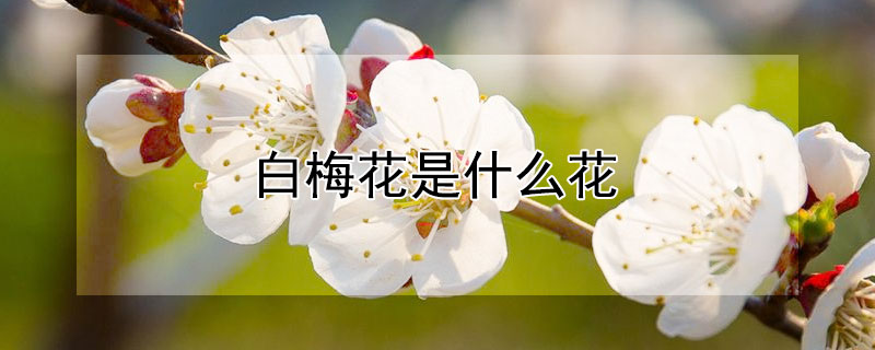 白梅花是什么花