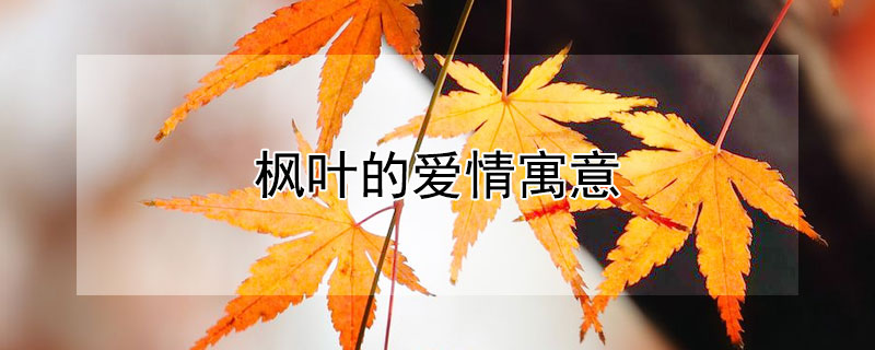 枫叶的爱情寓意