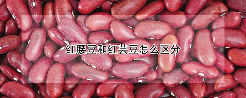 红腰豆和红芸豆怎么区分