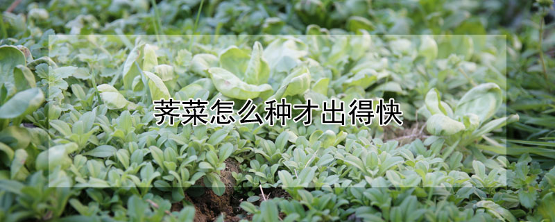 荠菜怎么种才出得快