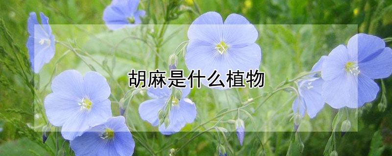 胡麻是什么植物