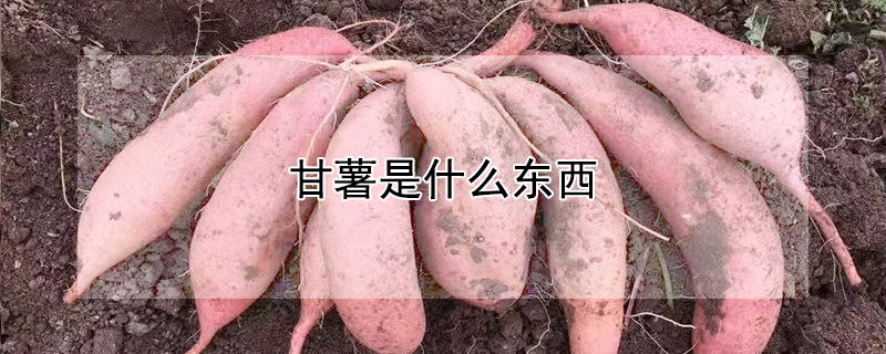 甘薯是什么东西