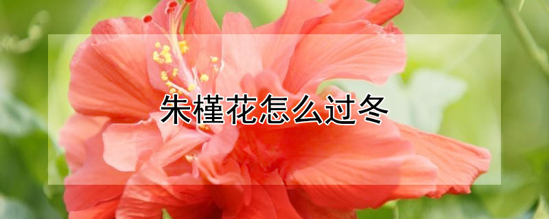 朱槿花怎么过冬