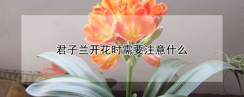 君子兰开花时需要注意什么