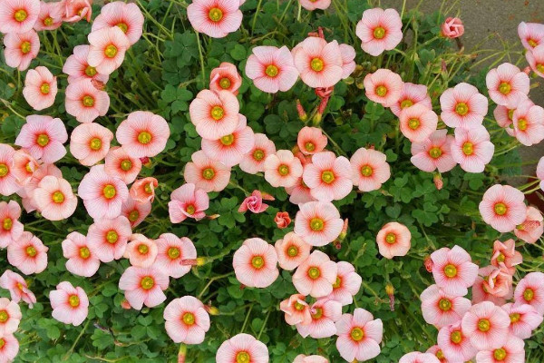 酢浆草花语