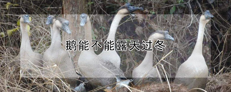 鹅能不能露天过冬