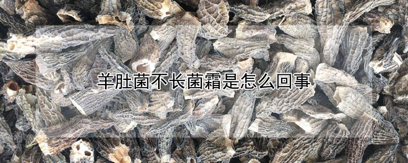 羊肚菌不长菌霜是怎么回事