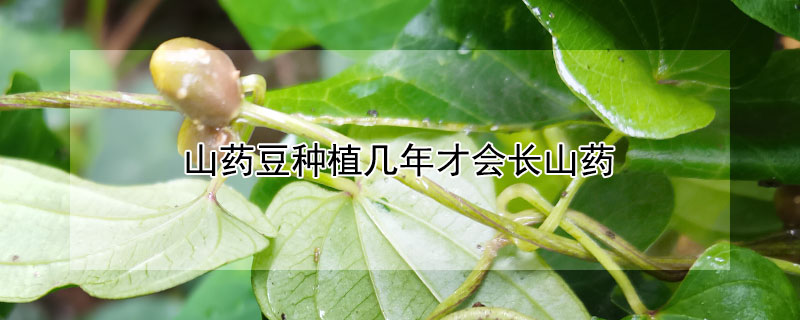 山药豆种植几年才会长山药