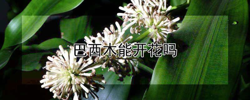巴西木能开花吗