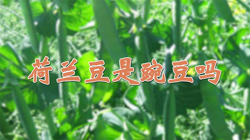 荷兰豆是豌豆吗