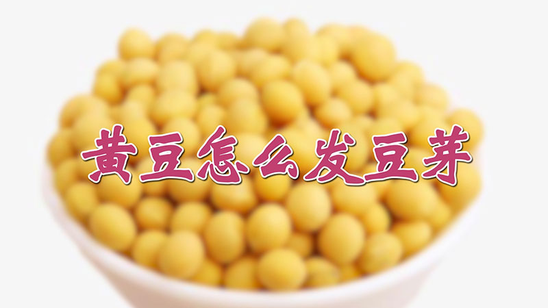 黄豆怎么发豆芽