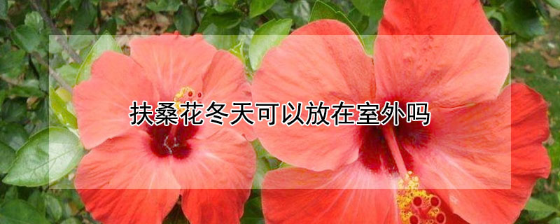 扶桑花冬天可以放在室外吗