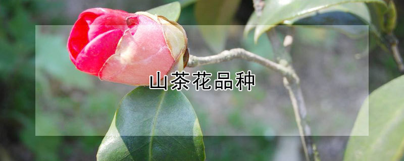 山茶花品种