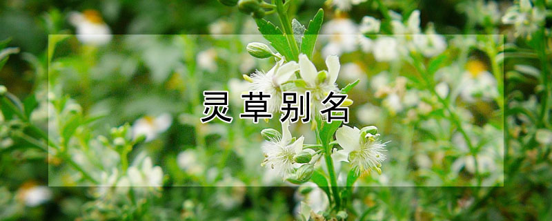 灵草别名