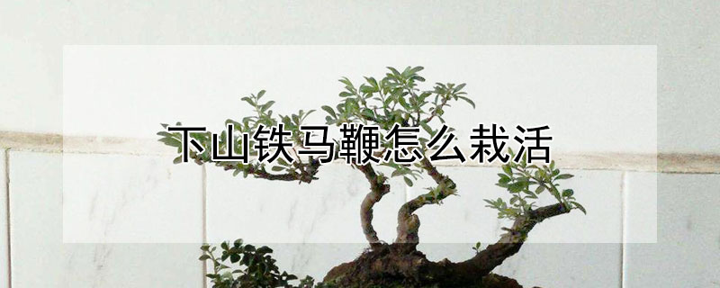 下山铁马鞭怎样套袋图片