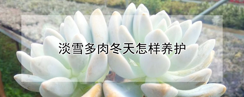 淡雪多肉冬天怎样养护 发财农业网