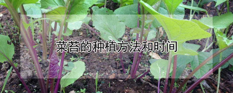 菜苔的种植方法和时间