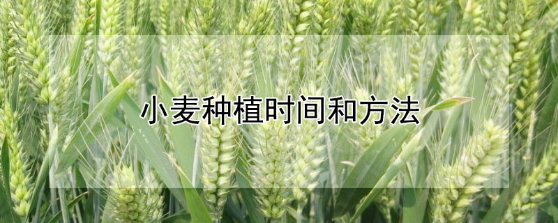 小麦种植时间和方法