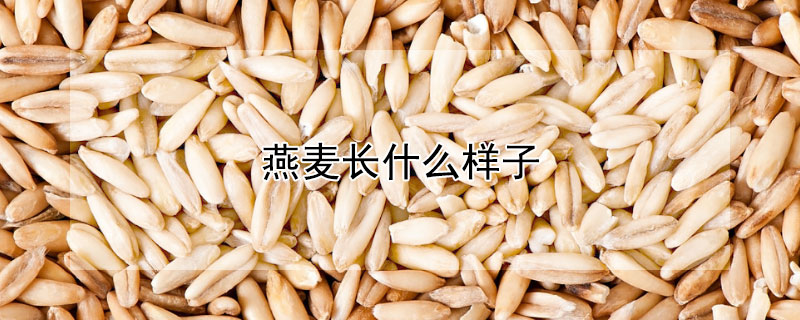 燕麦长什么样子