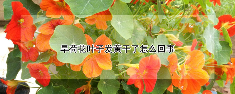 旱荷花叶子发黄干了怎么回事