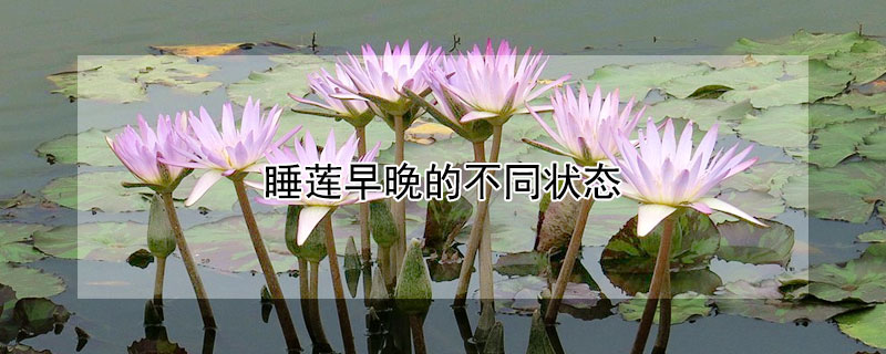 睡莲早晚的不同状态